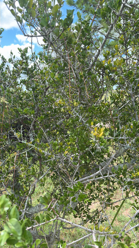 Scutia buxifolia