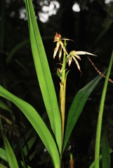 Prosthechea chondylobulbon