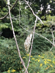 Callosamia promethea