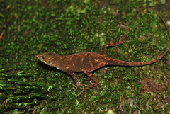 Anolis quercorum