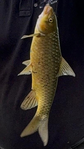 Clanwilliam yellowfish (Labeobarbus aeneus) — Cyprinidae