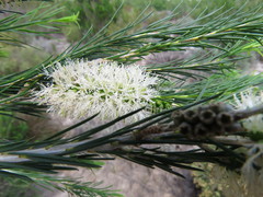 Melaleuca armillaris armillaris