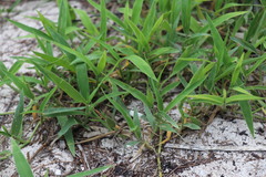 Thuarea involuta