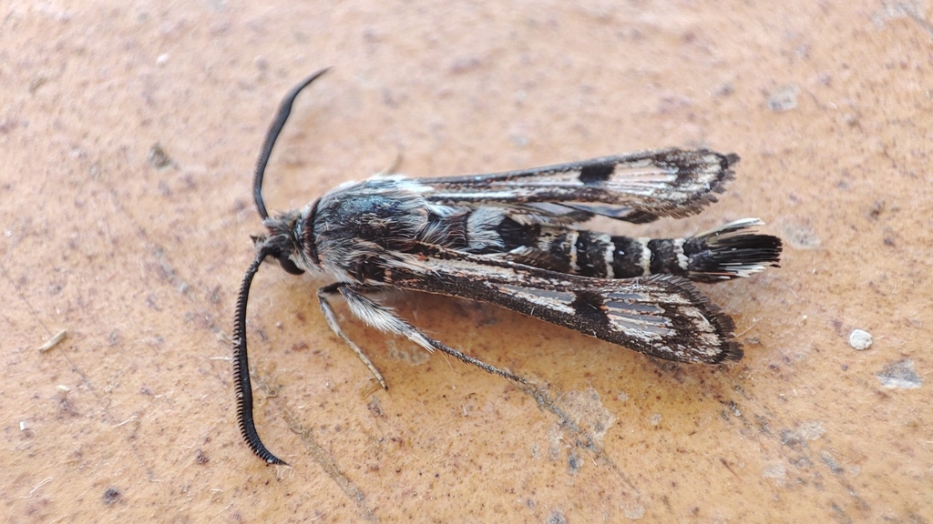 Felderiola karooensis