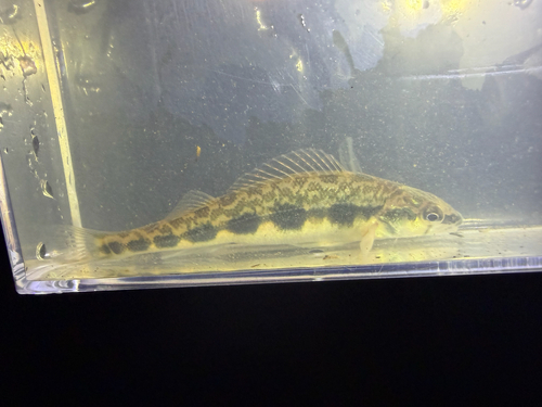 Blackside darter (Percina maculata) — Percidae