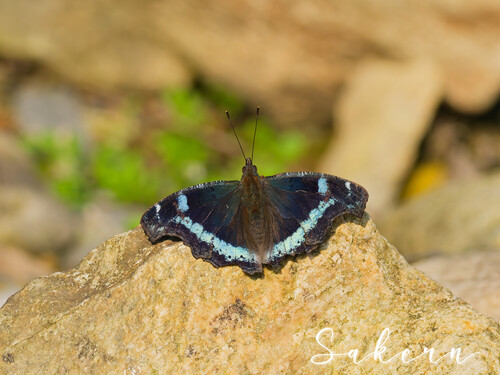 Blue Admiral