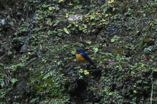 Rufous-breasted Bush Robin (Tarsiger hyperythrus), photo 5