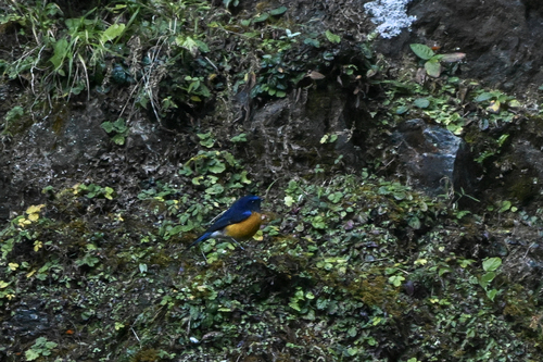 Rufous-breasted Bush Robin (Tarsiger hyperythrus), photo 2