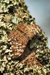 Hamadryas feronia farinulenta