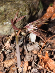Cardamine heptaphylla