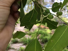 Celtis paniculata