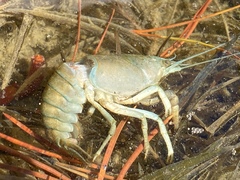 Pacifastacus leniusculus