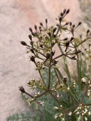 Lomatium parryi