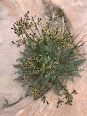 Lomatium parryi