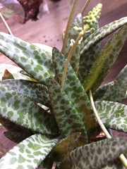 Ledebouria socialis