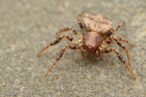 Ozyptila brevipes