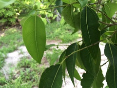 Celtis paniculata