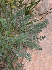Lomatium parryi