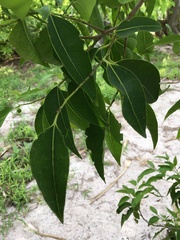 Celtis paniculata