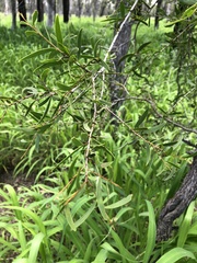 Acacia excelsa