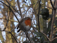 Erithacus rubecula
