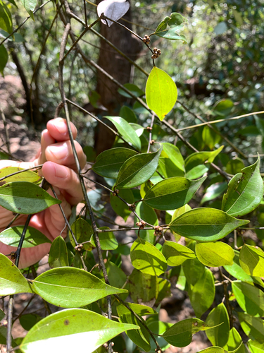Lindera aggregata, photograph 6