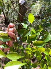 Lindera aggregata, photograph (c) 呂一起(Lyu yi-chi), some rights reserved (CC BY)