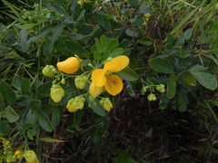 Senna rugosa