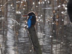 Alcedo atthis