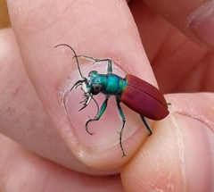 Cicindela scutellaris scutellaris