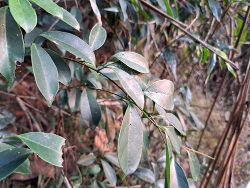 Sour Creeper (Urceola rosea)