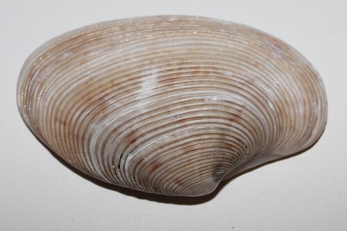 Paphia amabilis