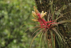 Tillandsia mooreana