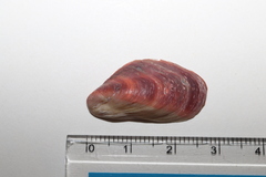ヒバリガイ