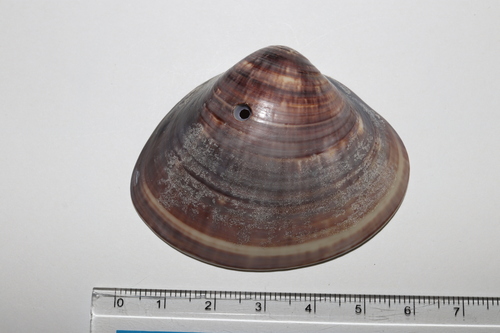 Cytherea lusoria, 2026-03-14