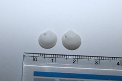 Pillucina pisidium