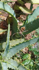 Argiope argentata