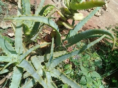 Argiope argentata