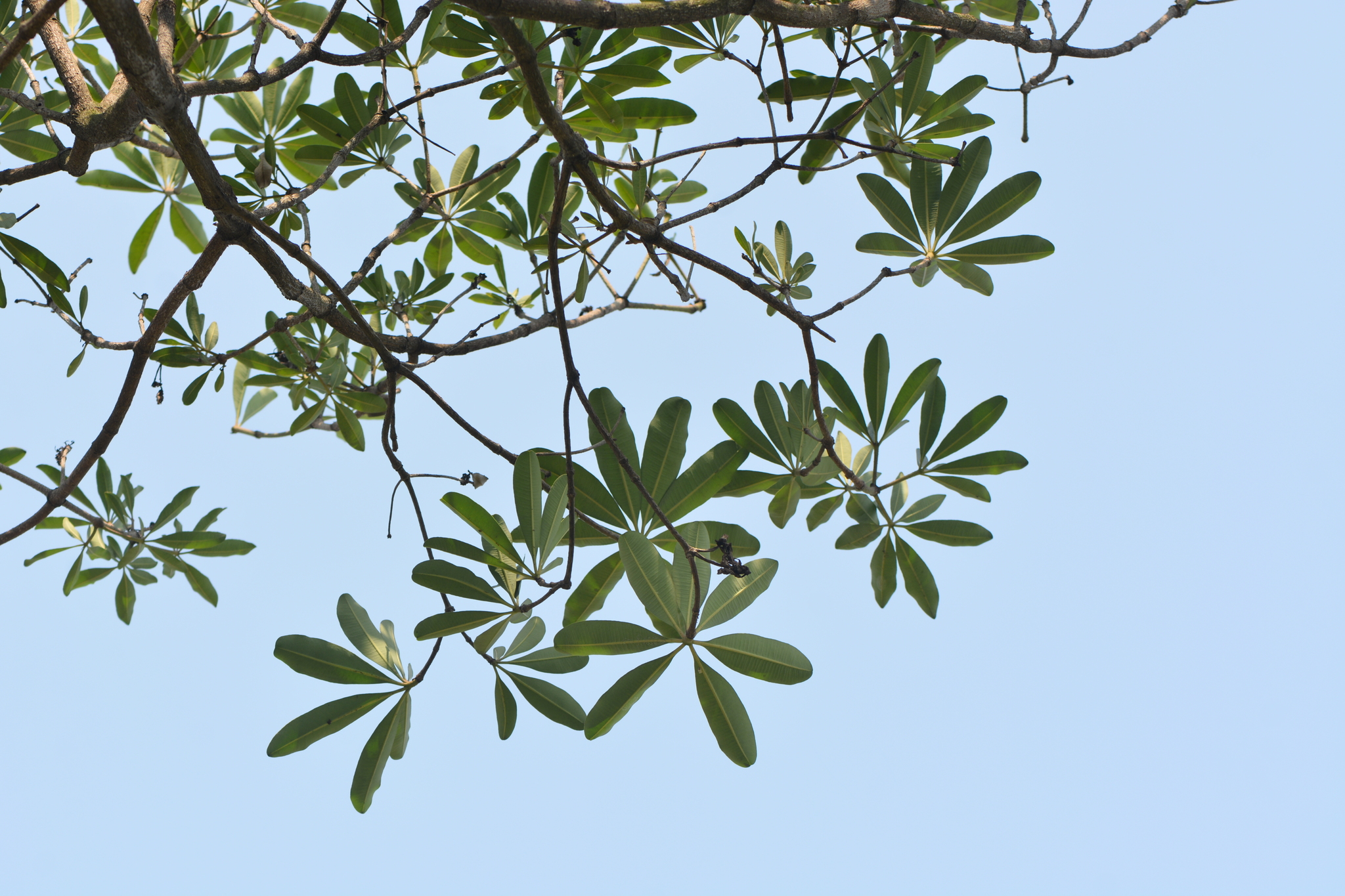 Indian Devil Tree (Alstonia scholaris)