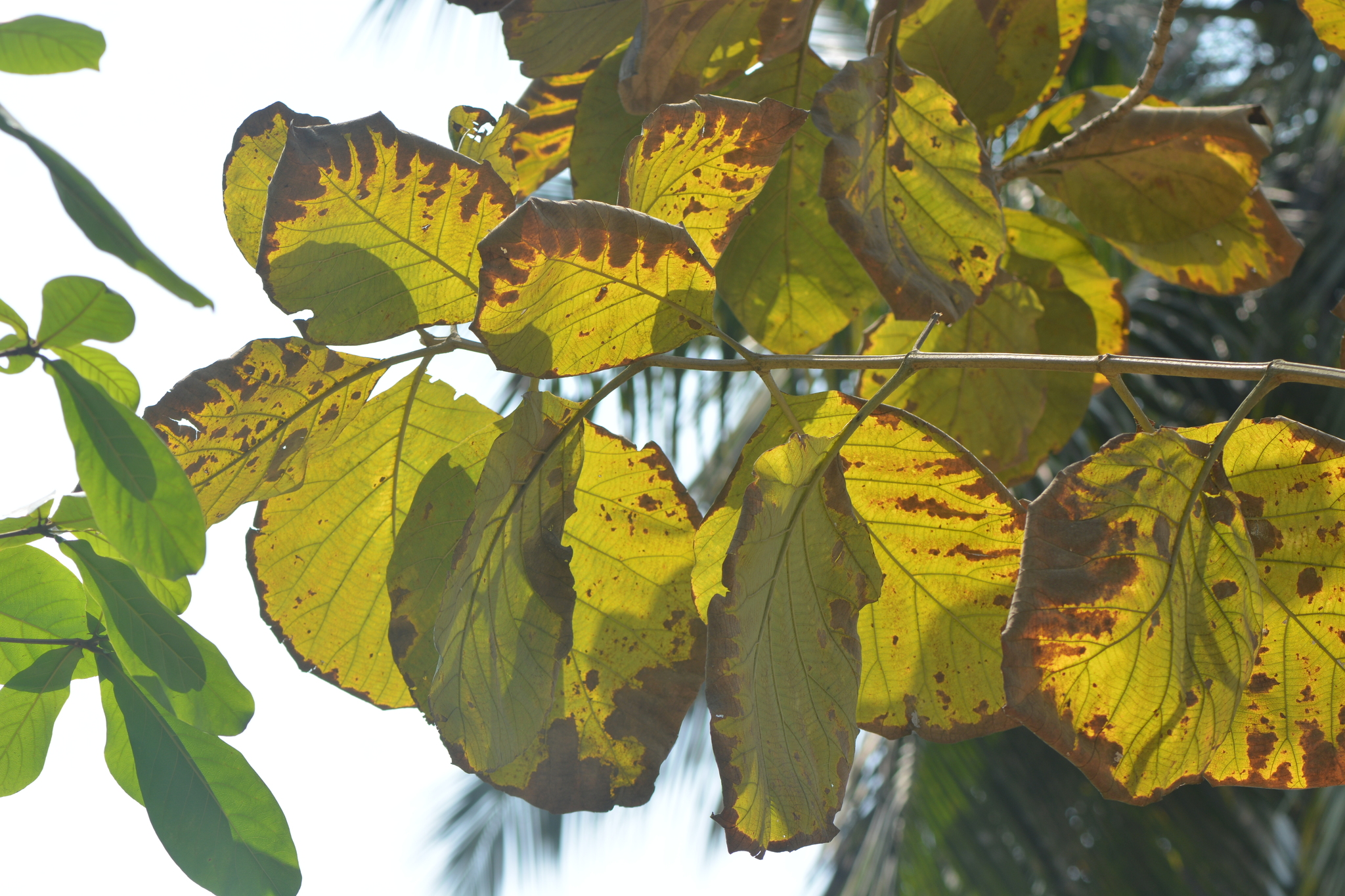 Teak (Tectona grandis)