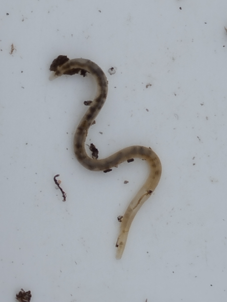 Tulfex Insect Tubifex from 6520, Danmark on March 14, 2026 at 03:41 PM by mortensenk ...