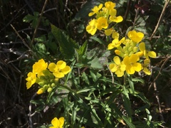 Erysimum franciscanum