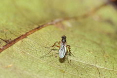 Campsicnemus penicillatus