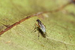Campsicnemus penicillatus