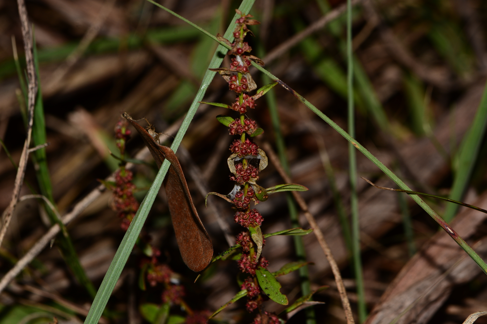 Blistering Ammania (Ammannia baccifera)