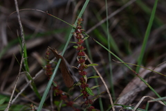 author not stated, no rights reserved Ammannia baccifera, photograph author not stated, no rights reserved