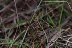 author not stated, no rights reserved Ammannia baccifera, photograph author not stated, no rights reserved