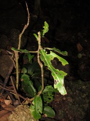 Mapsidius charpentierii