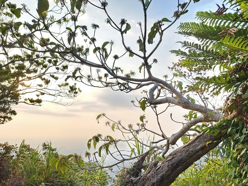 Alingatong (Dendrocnide meyeniana)