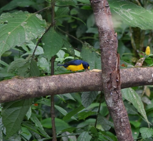 Scrub Euphonia (Euphonia affinis), photo 4